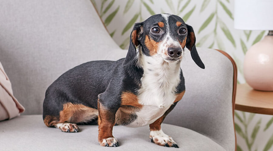 The Dachshund: The Little Dog with a Big Heart